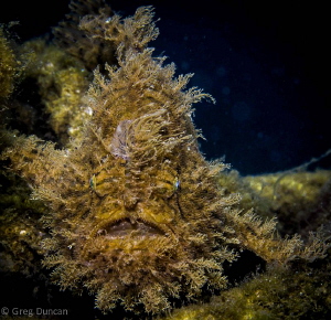 Hairy frogfish taken in Lembeh strait, f16 1/200 iso 100 by Greg Duncan 